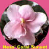 n coral sunset web.jpg (19938 bytes)