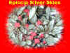 esilverskies.jpg (142821 bytes)