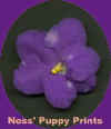 ness' puppy prints.jpg (7767 bytes)