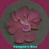 vampire's kiss.jpg (8560 bytes)